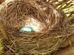 nest